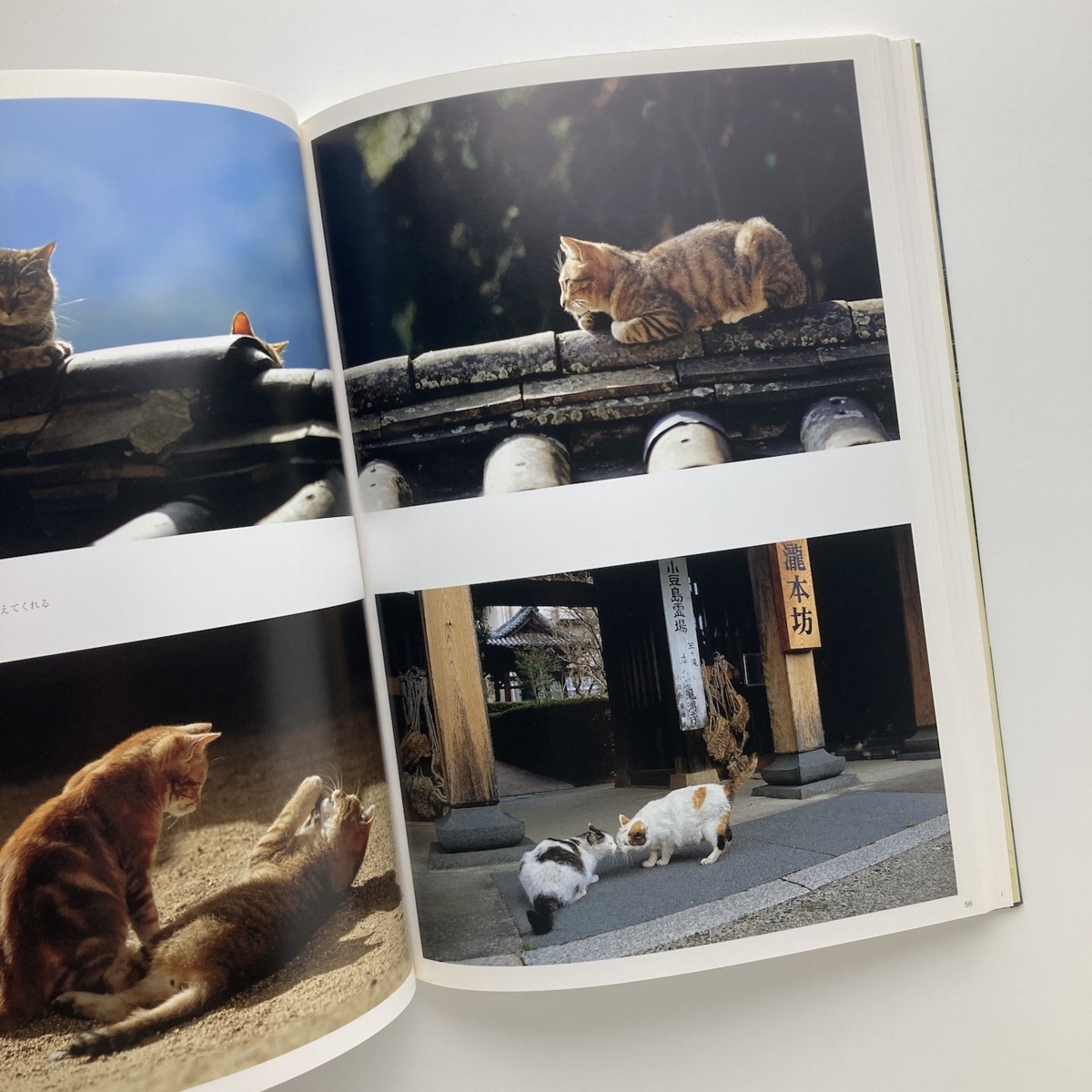 旅ゆけば猫　ニッポンの猫写真集　日本出版　2005年　＜ゆうメール＞_画像4