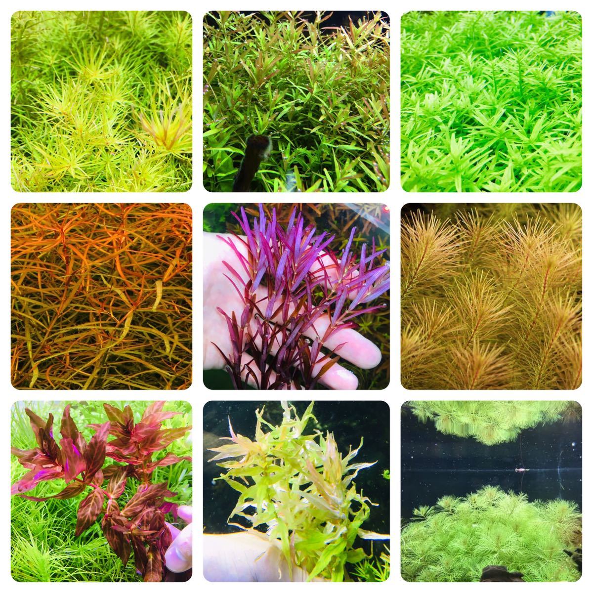 水草セット 9種類 水中葉 無農薬 無害虫