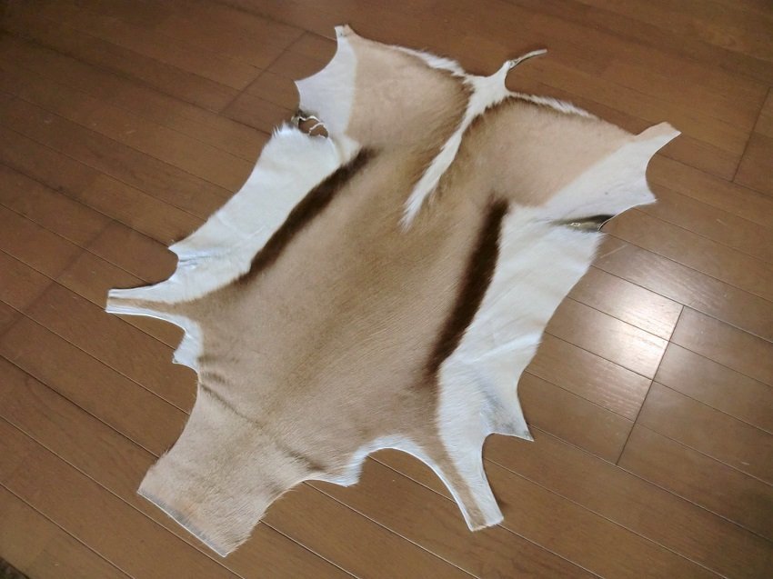 スプリングボック 敷物 約 114×73 cm 剥製 革 アニマル ラグ スプリングボック 敷物 約 114×73 cm 剥製 革 アニマル ラグ
