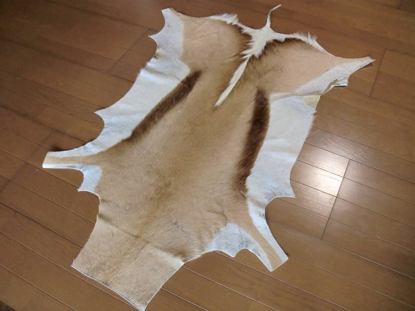 スプリングボック 敷物 約 135×90 cm 剥製 革 アニマル ラグ スプリングボック 敷物 約 135×90 cm 剥製 革 アニマル ラグ
