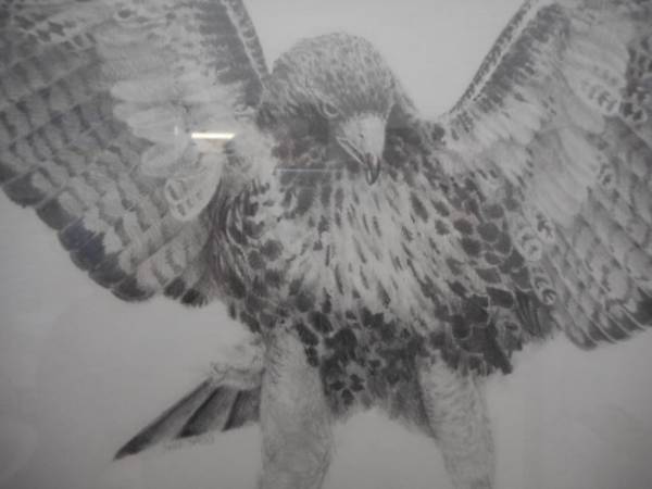  pencil sketch . Eagle hawk blag.. - great pencil sketch.. genuine work 