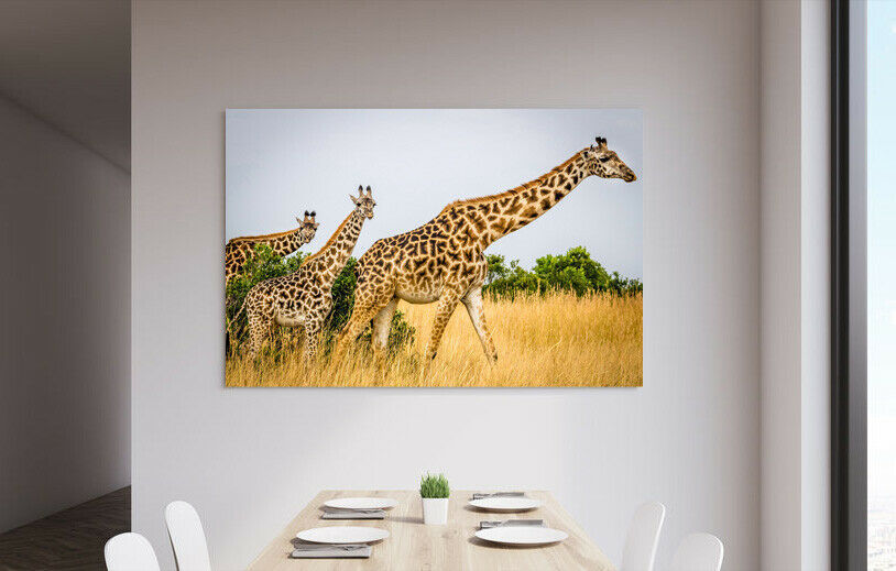  giraffe high class canvas frame poster .A1 art panel Northern Europe . rin animal animal abroad photograph goods picture miscellaneous goods interior 1