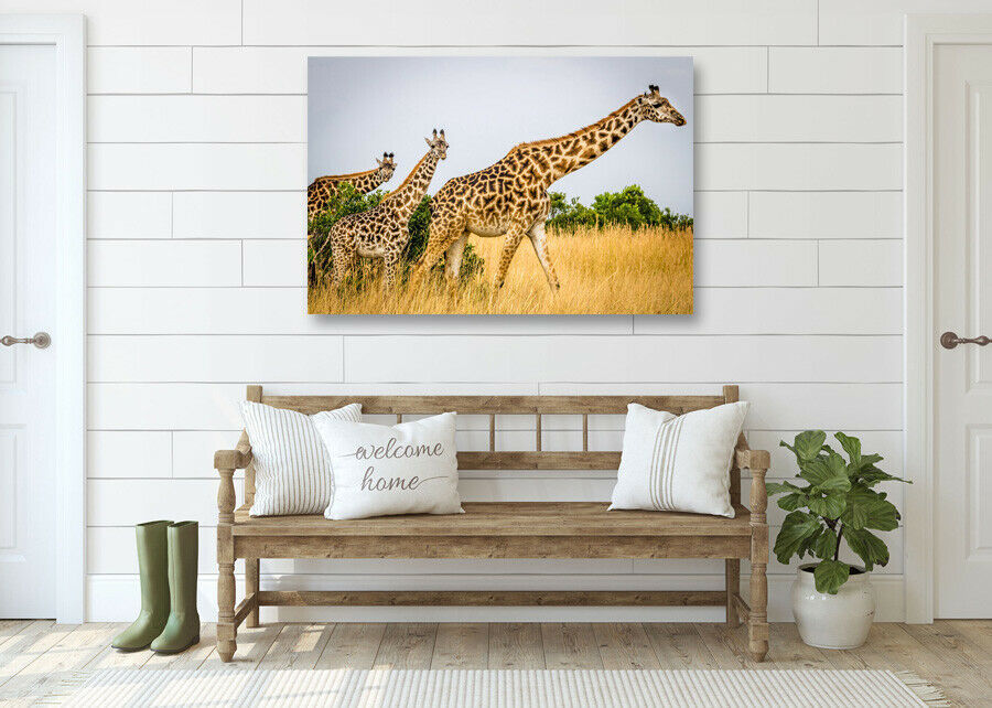  giraffe high class canvas frame poster .A1 art panel Northern Europe . rin animal animal abroad photograph goods picture miscellaneous goods interior 1