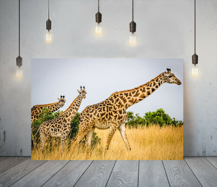  giraffe high class canvas frame poster .A1 art panel Northern Europe . rin animal animal abroad photograph goods picture miscellaneous goods interior 1