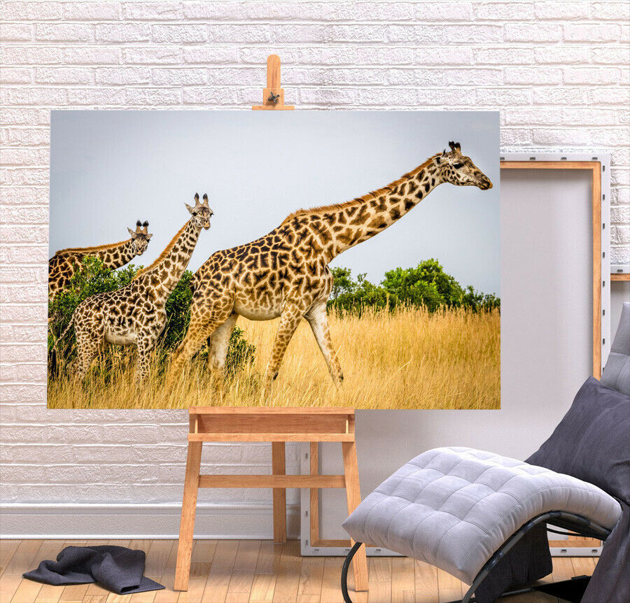  giraffe high class canvas frame poster .A1 art panel Northern Europe . rin animal animal abroad photograph goods picture miscellaneous goods interior 1