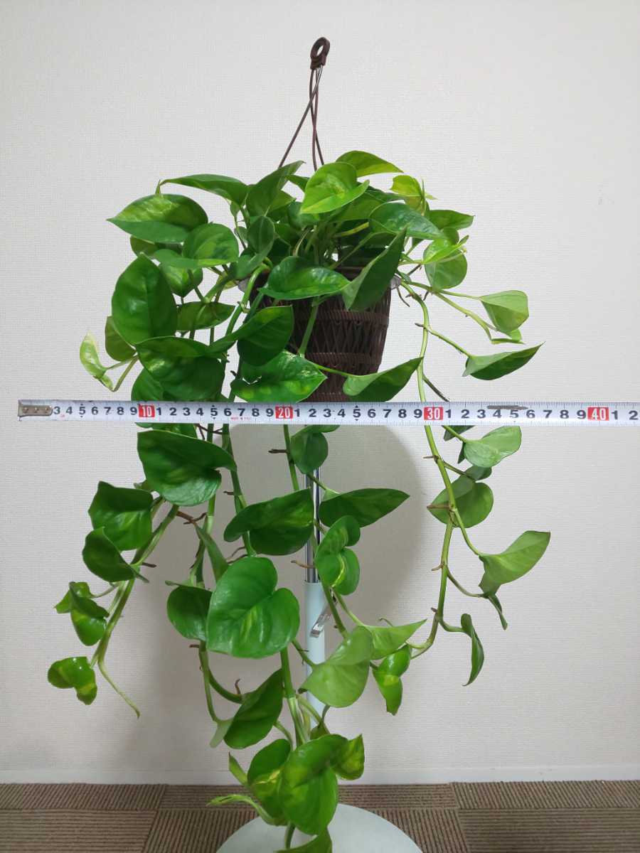 グローバルグリーン　ポトス　POTHOS GLOBAL GREEN　観葉植物　ステータス　エンジョイ　斑入り　耐寒性　耐陰性　ハンギング　マーブル