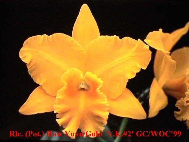 (^。 ^)(942) Rlc. Haw Yuan Gold 'Y.K.#2' GC/WOC'99 (Lemon Tree x Tassie Barbero)_開花例