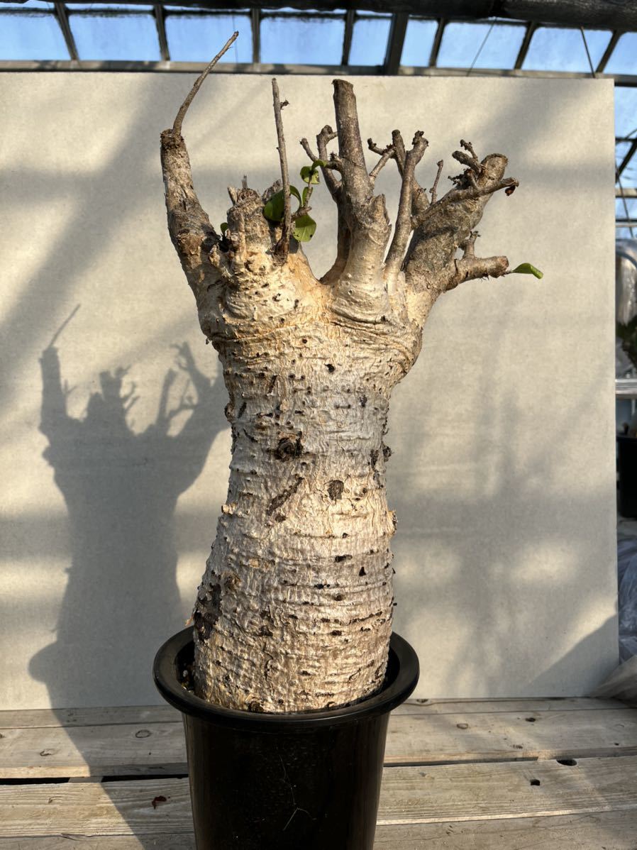 Yahoo!オークション - アダンソニア ディギタータ/Adansonia Yahoo!オークション - アダンソニア ディギタータ/Adansonia