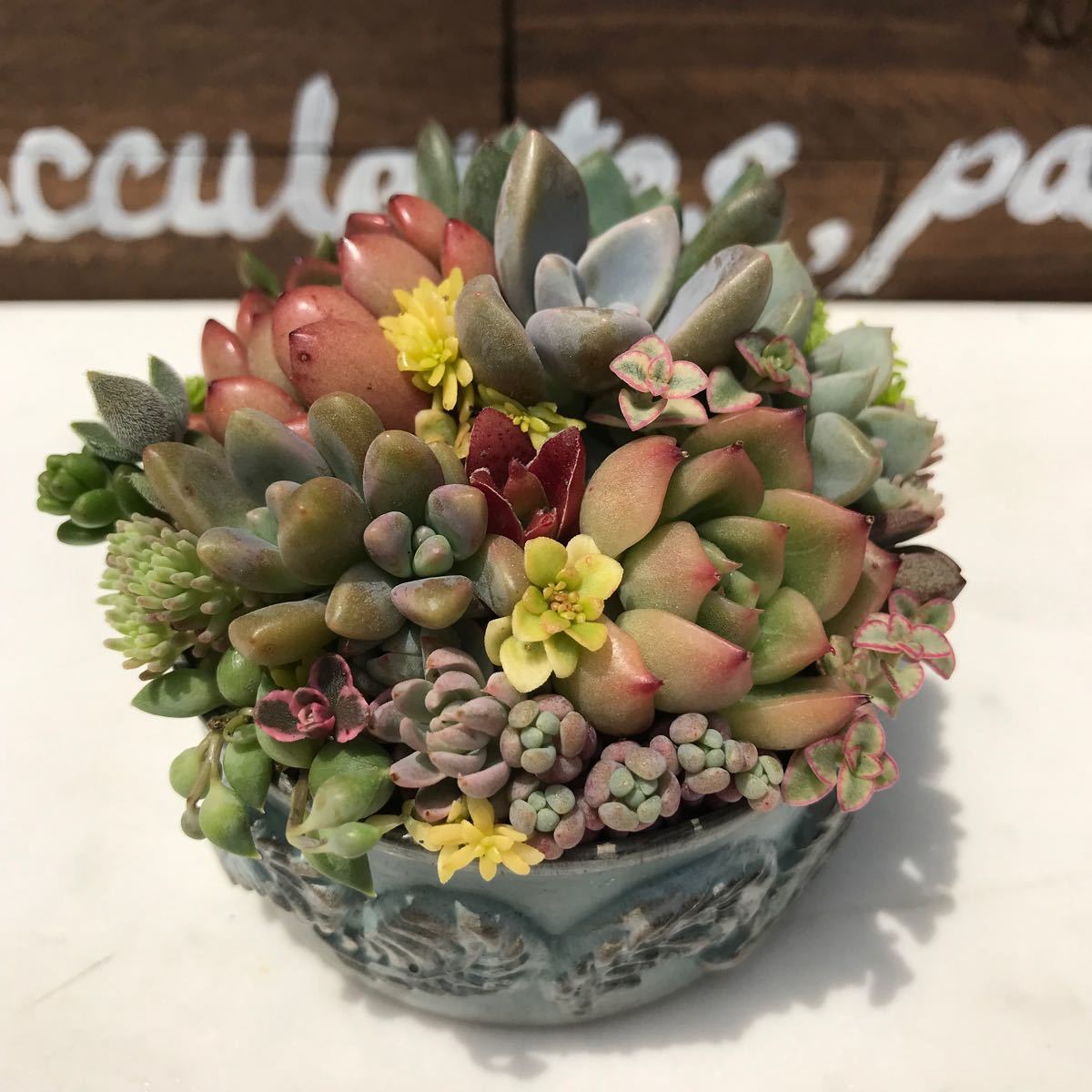 426 そのまま飾れる多肉植物の寄せ植え|Yahoo!フリマ(旧PayPay 426 そのまま飾れる多肉植物の寄せ植え|Yahoo!フリマ(旧PayPay
