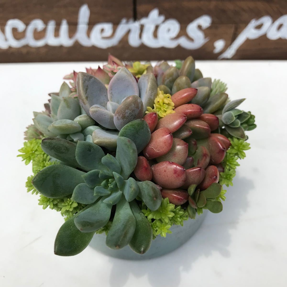 426 そのまま飾れる多肉植物の寄せ植え|Yahoo!フリマ(旧PayPay 426 そのまま飾れる多肉植物の寄せ植え|Yahoo!フリマ(旧PayPay