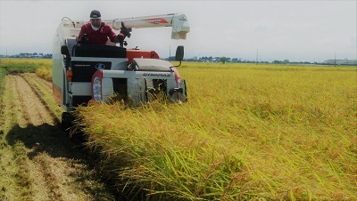 【令和3年産】 新米 農薬約9割減 新潟県認証 特別栽培米コシヒカリ 玄米紙袋25kg_画像2