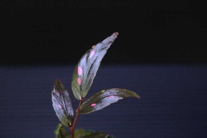 【株分け苗】ベゴニア“アミダラエ”　Begonia“amidalae” 熱帯植物　原種ベゴニア　熱帯雨林　ジャングルプランツ　パルダリウム　_画像1