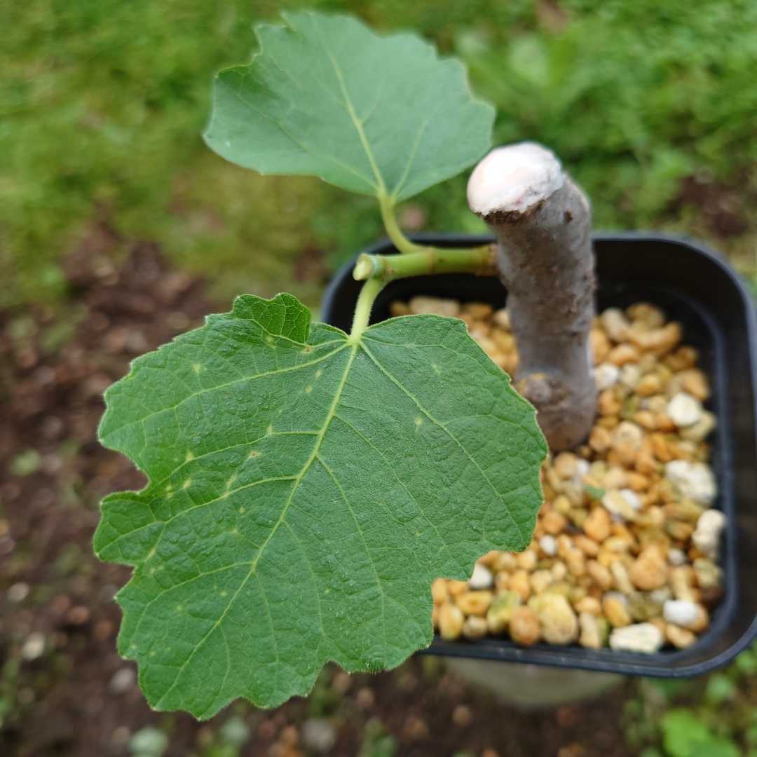  fig black till ilakk sapling 