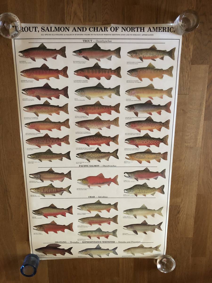 稀少・未使用 TROUT, SALMON AND CHAR OF NORTH AMERICA Poster 稀少・未使用 TROUT, SALMON AND CHAR OF NORTH AMERICA Poster
