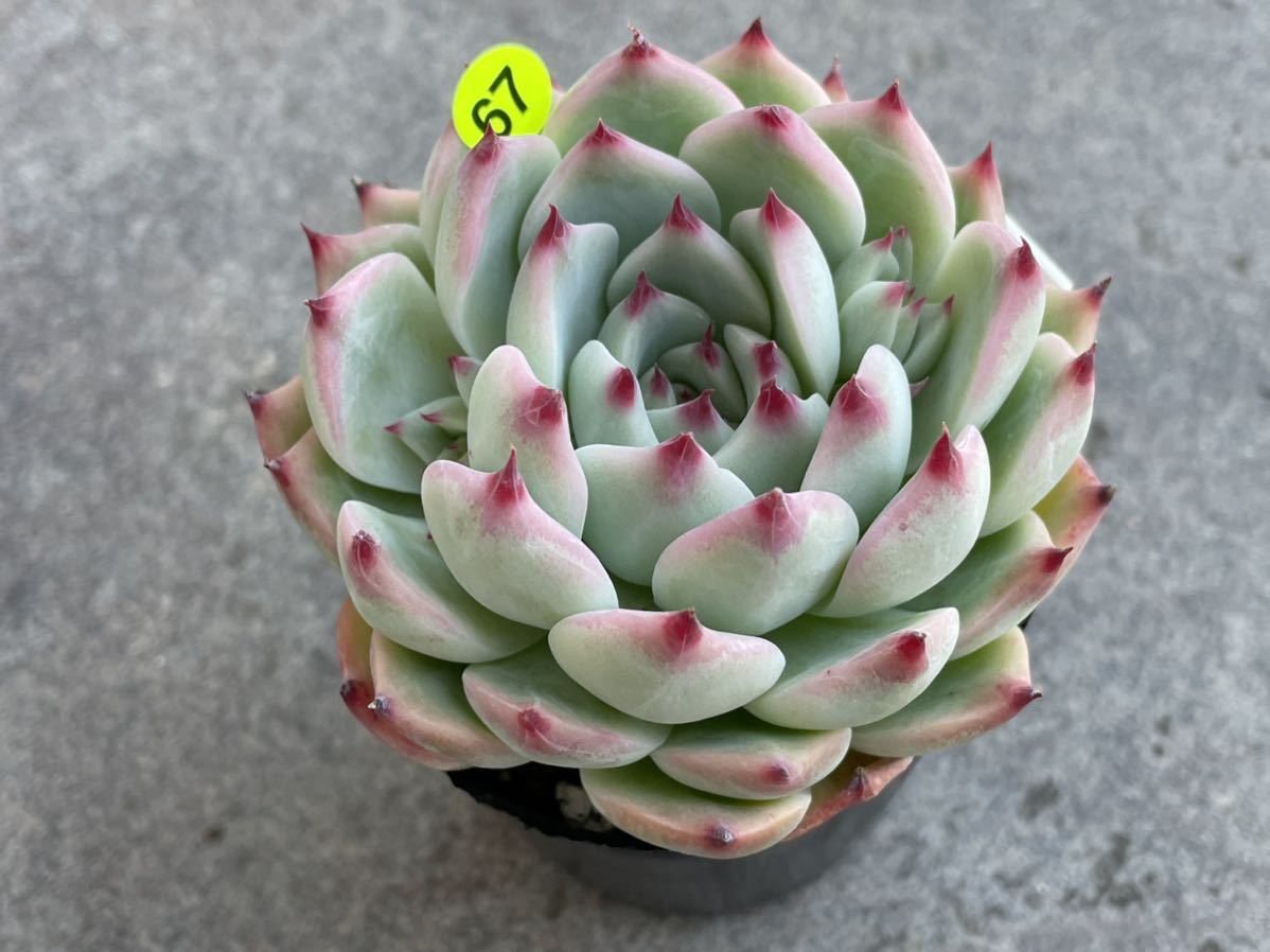 3品以上 67 Echeveria エケベリア 大苗 Colorata コロラータ 花芽 子株 あり カット苗 多肉植物 韓国 サボテン 売買されたオークション情報 Yahooの商品情報をアーカイブ公開 オークファン Aucfan Com 3品以上 67 Echeveria エケベリア 大苗 Colorata コロラータ 花芽 子株 あり カット苗 多肉植物 韓国 サボテン 売買されたオークション情報 Yahooの商品情報をアーカイブ公開 オークファン Aucfan Com