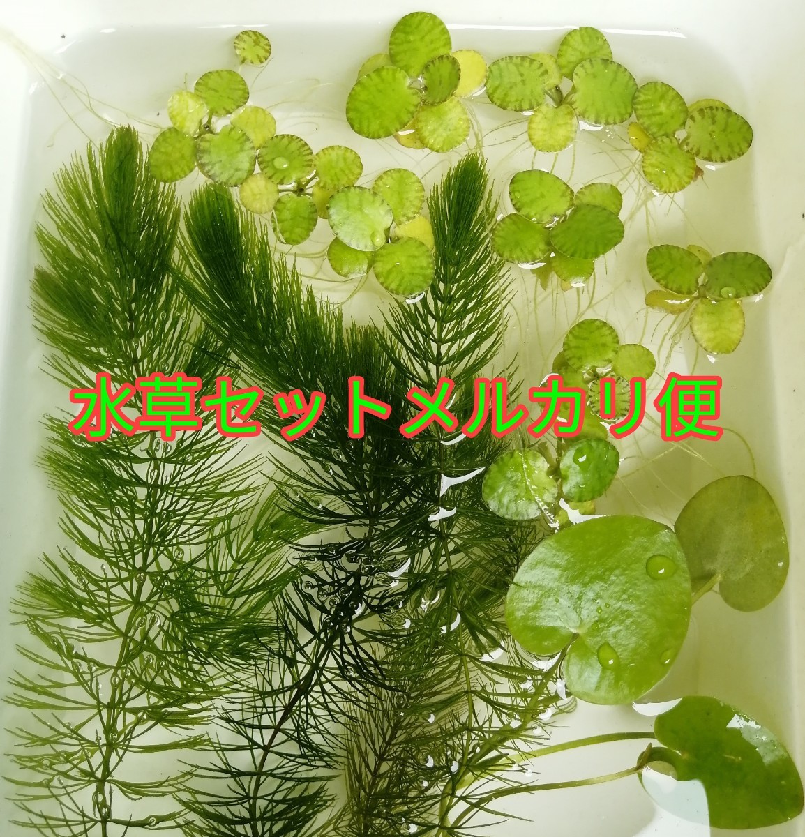 Paypayフリマ 初心者向け水草セット Paypayフリマ 初心者向け水草セット