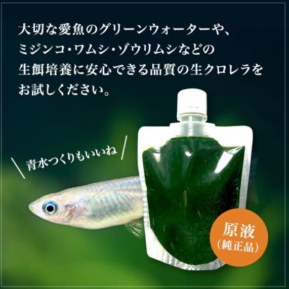 送料無料クール便★和香特選生クロレラ50ml★即日発送★ミジンコめだか金魚らんちゅうの餌 針子稚魚の青水作 ワムシゾウリムシ生餌_画像3