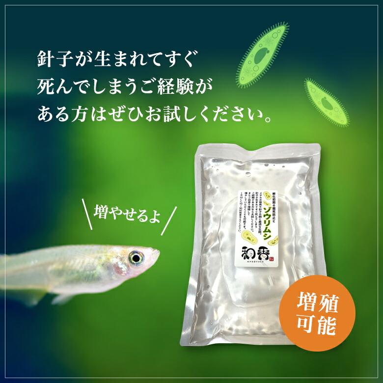 送料無料★ゾウリムシ 種水900ml★ めだかグッピーベタ金魚の稚魚ビーシュリンプの生餌 ミジンコクロレラPSB同梱可_★簡単に飼育増殖★