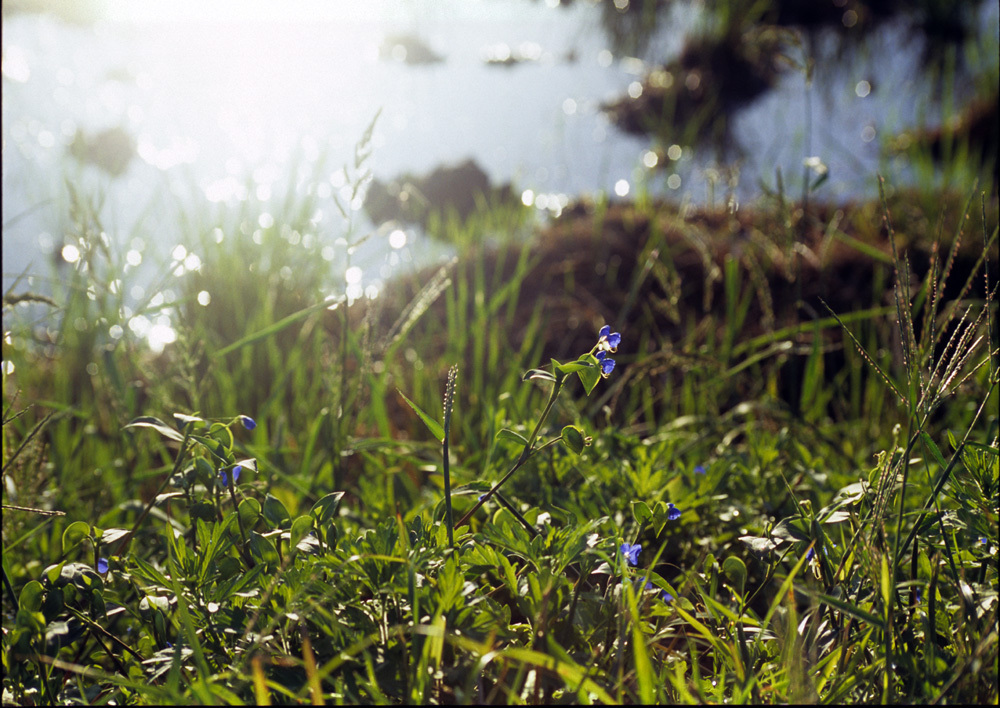朝の光 Morning light / 館山市高井 撮影者:村山ヒデカズ 17/5_3-
