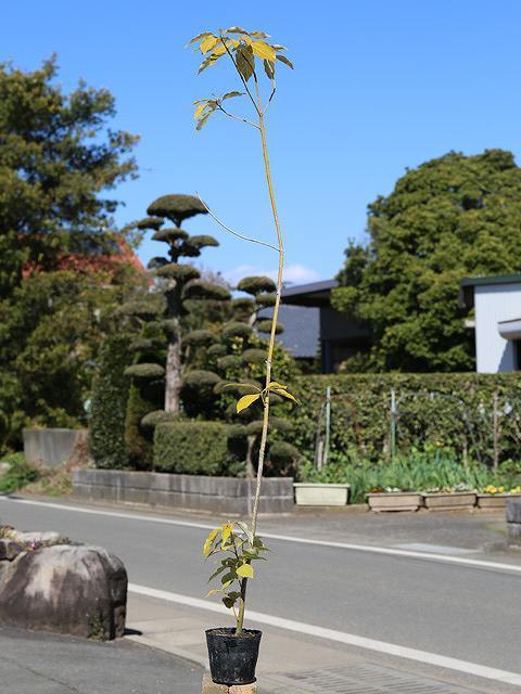 安いそれに目立つ ヤブニッケイ  ポット 苗