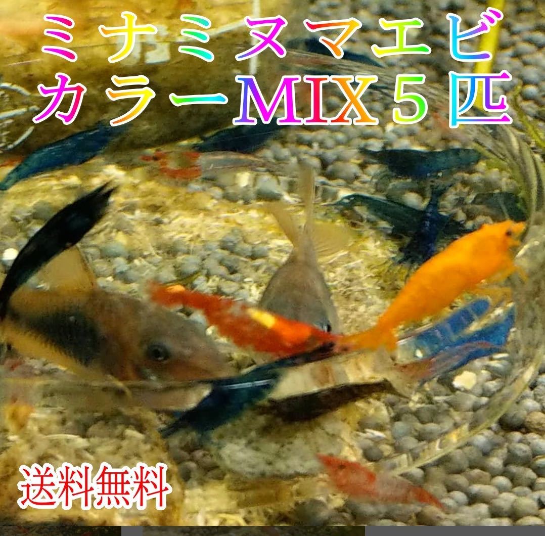 カラーミナミヌマエビ ５匹 送料無料 MIX / カラー シュリンプ メダカ アクアリウム 赤 金魚 チェリー ヌマエビ 、_画像1