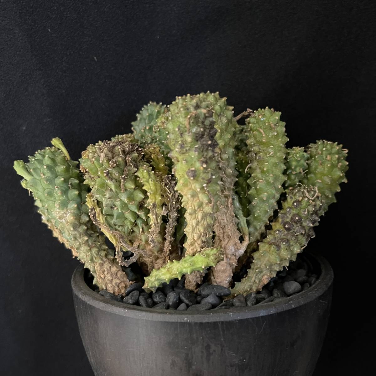 ユーフォルビア デセプタ/Euphorbia decepta 観葉植物 多肉植物 珍奇植物 ビザールプランツ_画像8