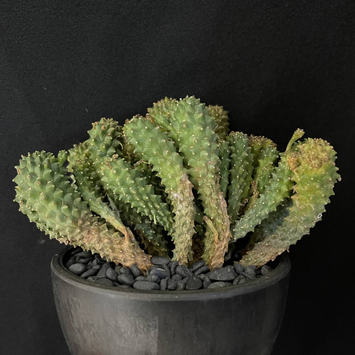 ユーフォルビア デセプタ/Euphorbia decepta 観葉植物 多肉植物 珍奇植物 ビザールプランツ_画像5