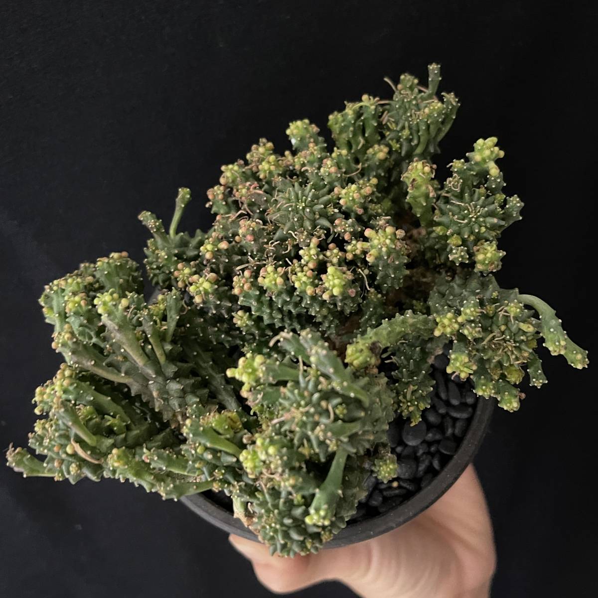 ユーフォルビア デセプタ 4/Euphorbia decepta 観葉植物 多肉植物 珍奇植物 ビザールプランツ_画像8