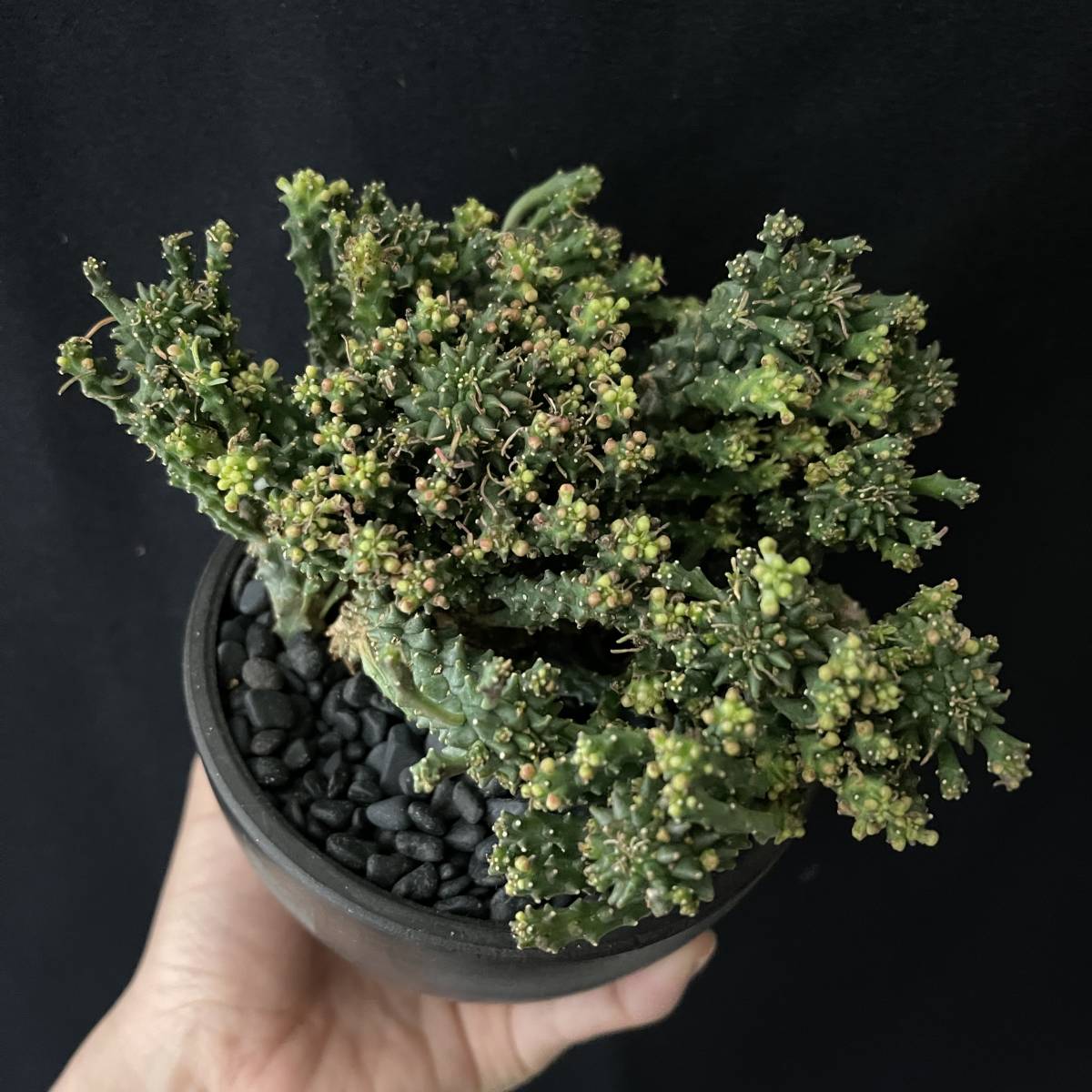 ユーフォルビア デセプタ 4/Euphorbia decepta 観葉植物 多肉植物 珍奇植物 ビザールプランツ_画像3