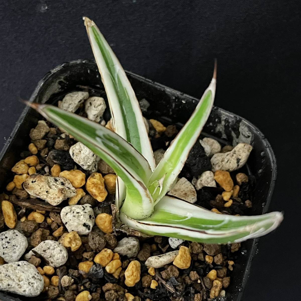 アガベ 氷山 5/Agave victoriae-reginae Hyouzan 観葉植物 多肉植物 珍奇植物 ビザールプランツ_画像1