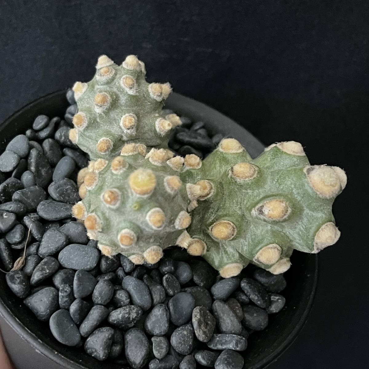 テフロカクタスモリネンシス 蛸壺 2/Tephrocactus molinensis サボテン 観葉植物 多肉植物 珍奇植物 ビザールプランツ_画像3