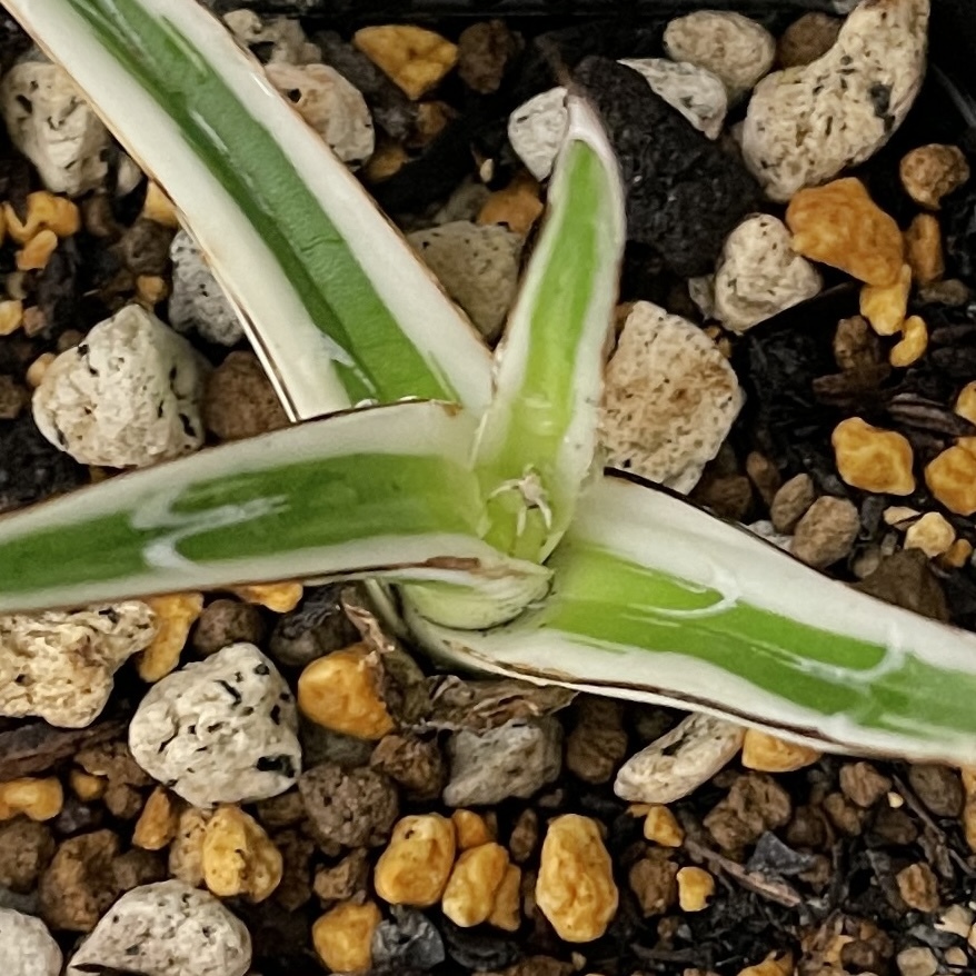 アガベ 氷山 5/Agave victoriae-reginae Hyouzan 観葉植物 多肉植物 珍奇植物 ビザールプランツ_画像7