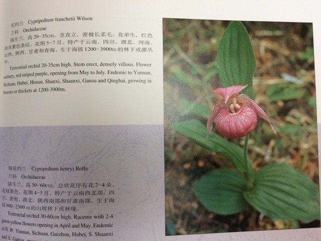  иностранная книга / China . живые цветы .Wild Flowers of China/ большой книга@1996 год CEA799
