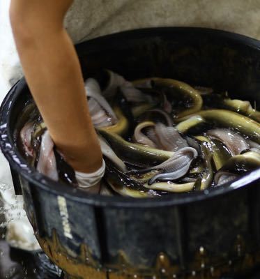 美味◎【鹿児島県産鰻】大隅うなぎ 肝焼き 2パック珍味 おつまみ 1_画像3