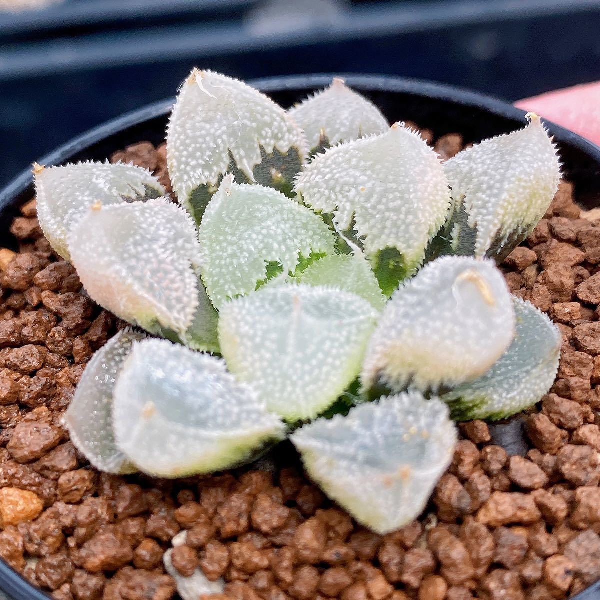 Yahoo!オークション - 【多肉植物/ハオルチア】Haworthia 変異 Yahoo!オークション - 【多肉植物/ハオルチア】Haworthia 変異