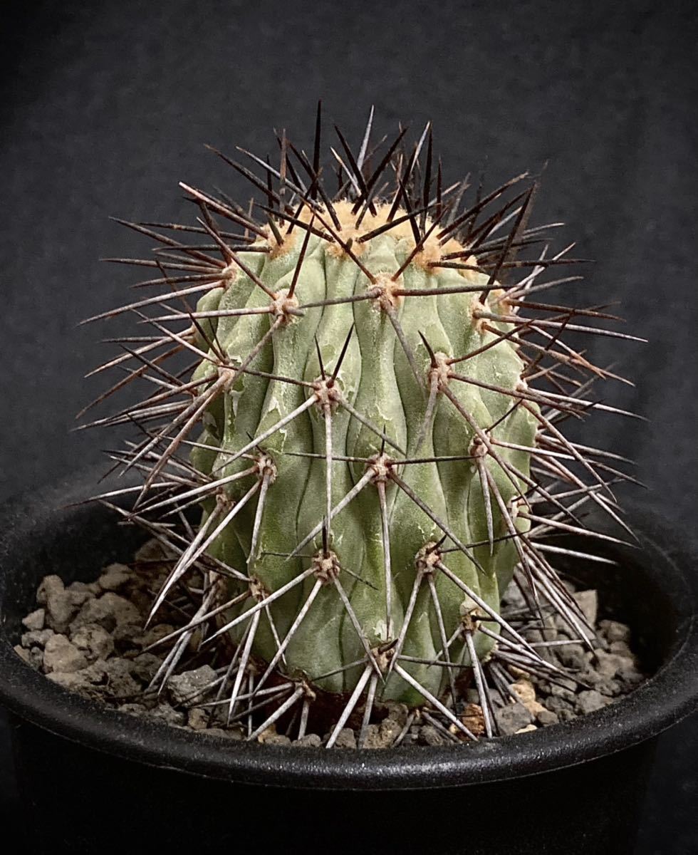 希少種 現地球 コピアポア オウレイスピナ Copiapoa aureispina 希少種 現地球 コピアポア オウレイスピナ Copiapoa aureispina