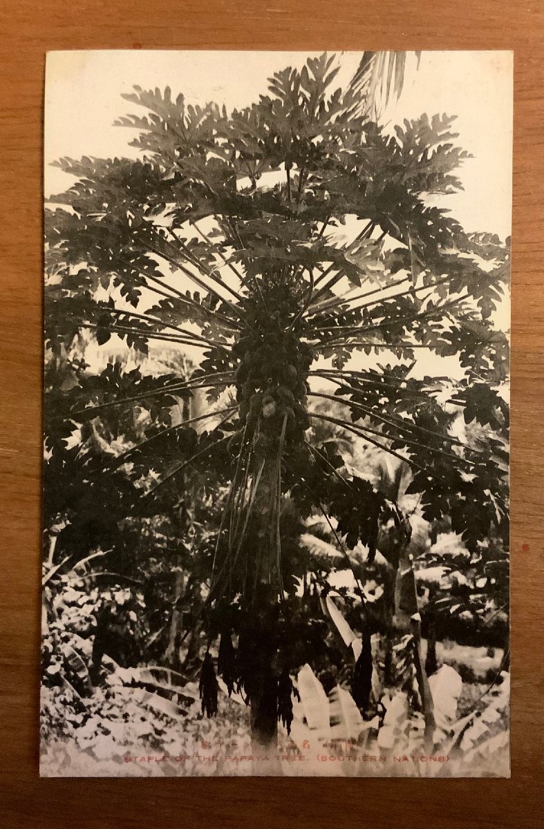 PP-1933 ■送料無料■ 南洋 パーパーヤ樹 植物 木 絵葉書 写真 印刷物 古写真/くNAら_画像1