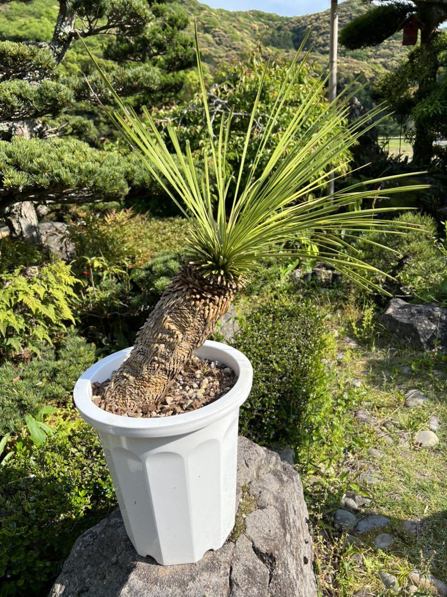 太株　地植え レア ユッカ リネアリフォリア Yucca linearifoliaリネアフォリア リネアリス ドライガーデン ガーデニング _画像3