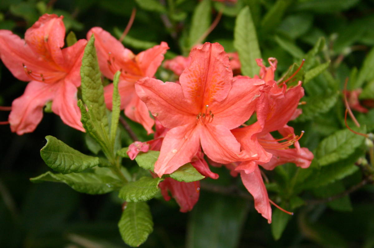  Chinese milk vetch azalea * orange,. height 40cm rom and rear (before and after), flower ..., root volume 