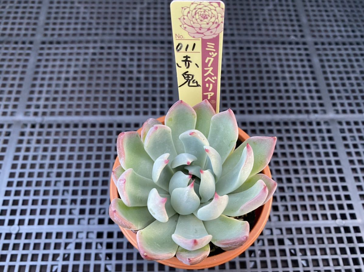 多肉植物 おらいさん苗 赤鬼 - 観葉植物