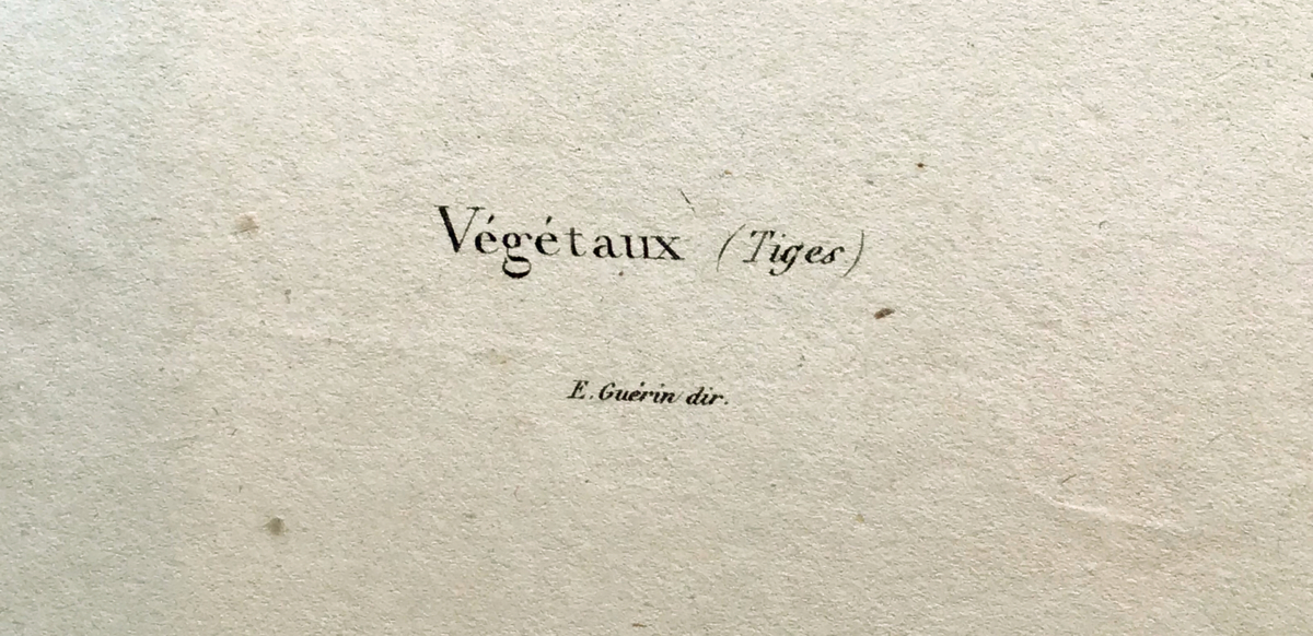 19世紀フランス　博物画「植物（茎）」銅版手彩_画像4