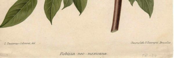  античный *Robinia-neo-mexicana*botanikaru литография 