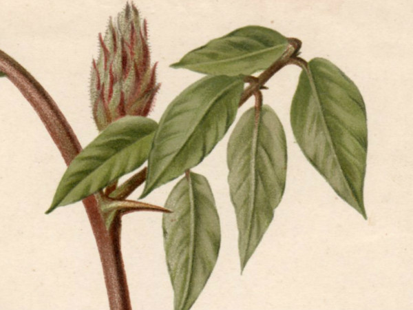  античный *Robinia-neo-mexicana*botanikaru литография 