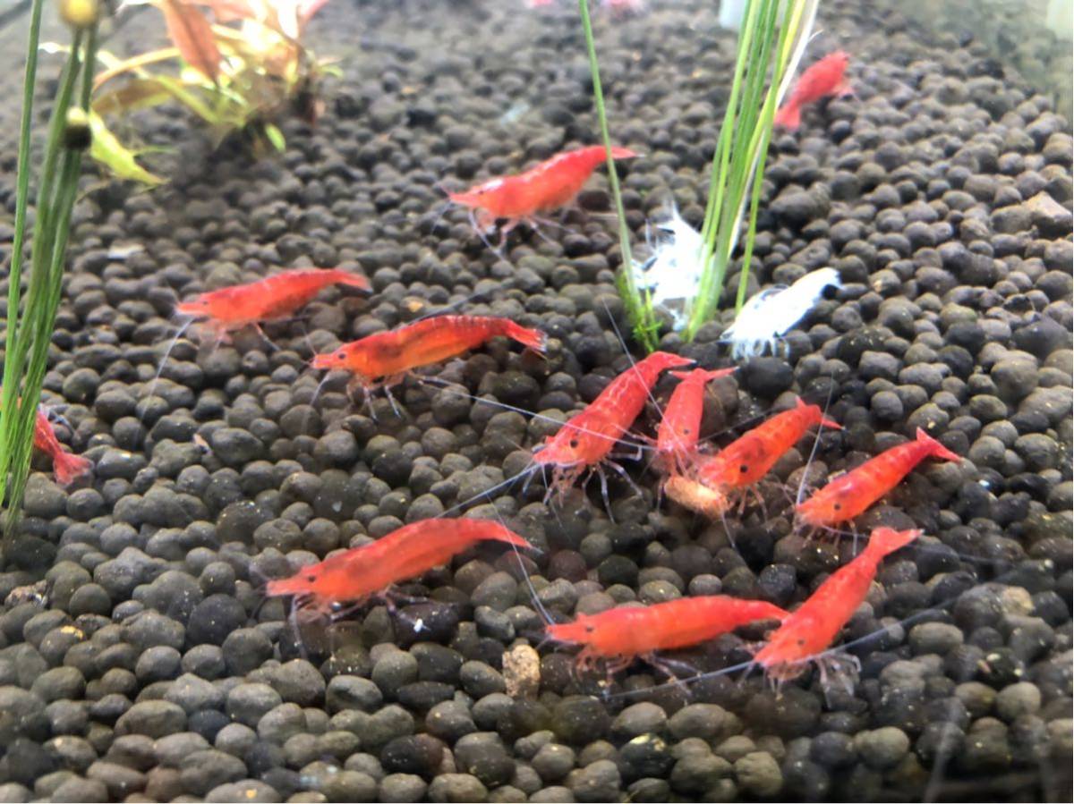 赤いミナミヌマエビ スーパーレッド 稚エビ20匹+a 水草 繁殖ビオトープ 2_画像3