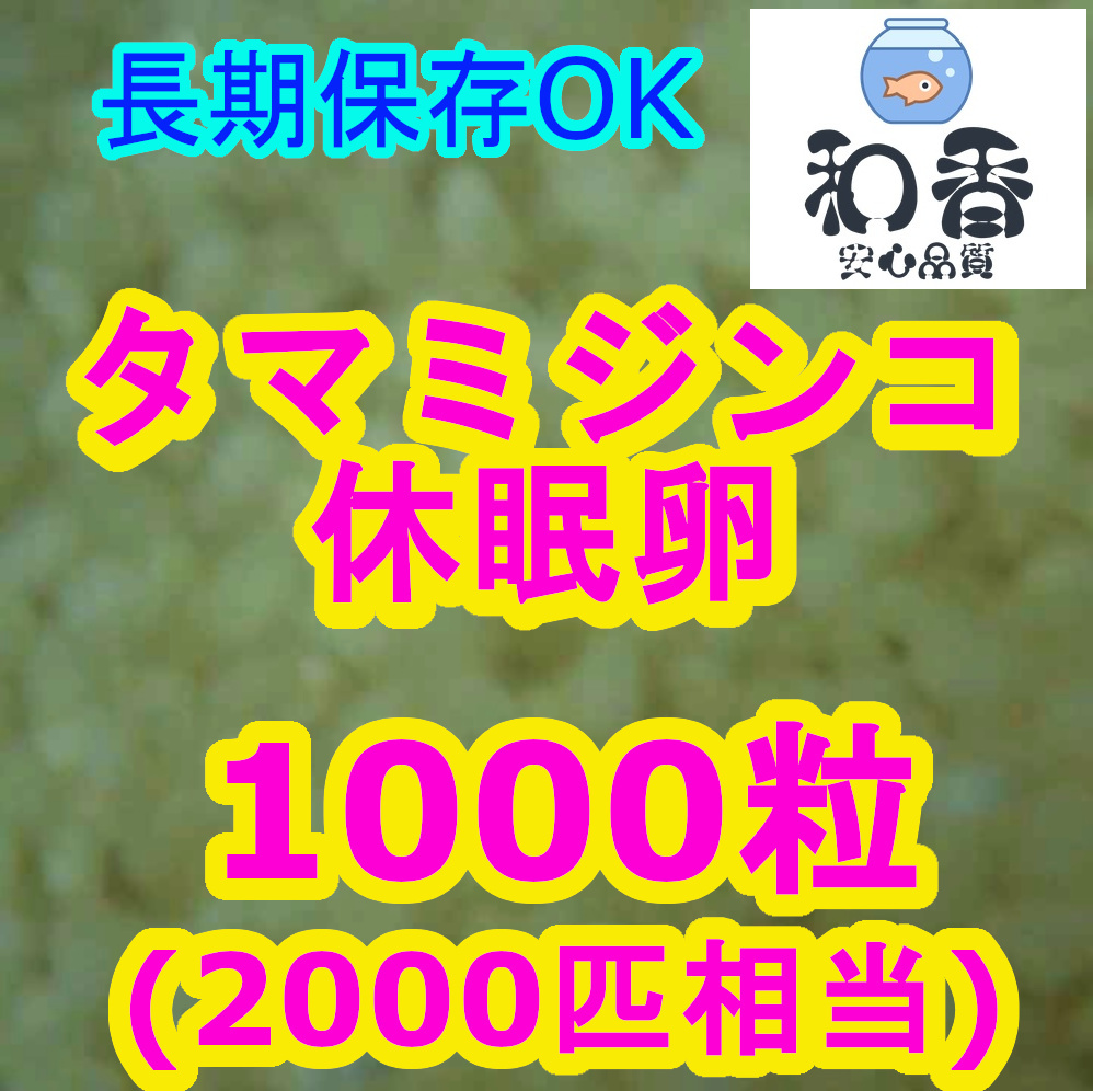 実績No1★送料安★生餌4点 ゾウリムシ500ml＆PSB300ml＆タマミジンコ休眠卵1000粒&粉末生クロレラ 針子稚魚めだか金魚グッピーバクテリア餌_産卵数UP★