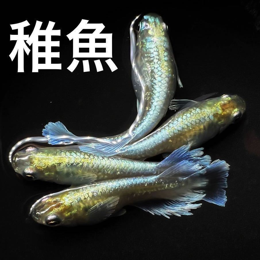 【minamo】“エメキンの稚魚” マリアージュキッシングワイドフィン エメラルドフィンタイプ（５匹） 垂水様ご本人の個体より採卵