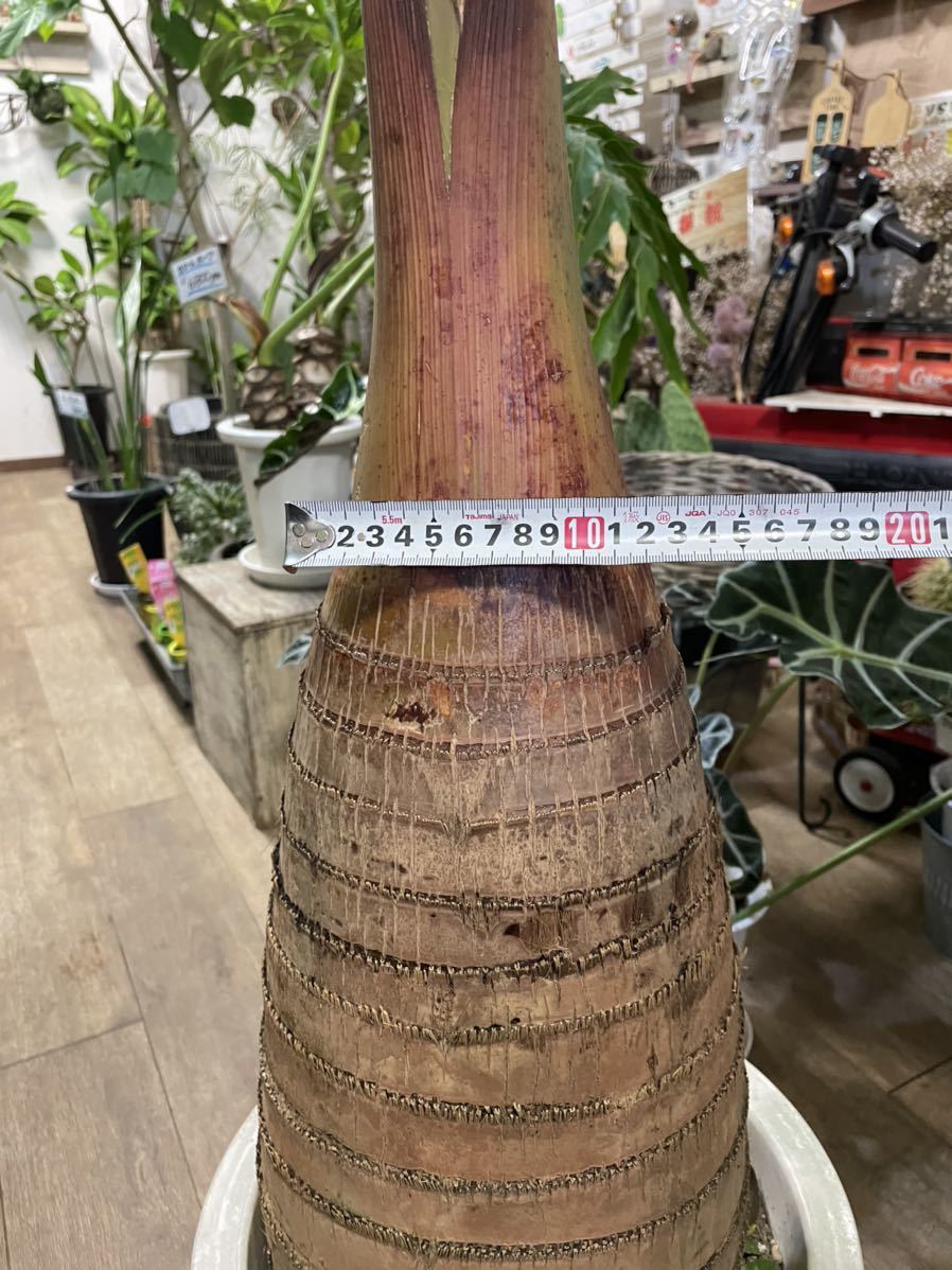 10号*トックリヤシ*観葉植物椰子 10号*トックリヤシ*観葉植物椰子