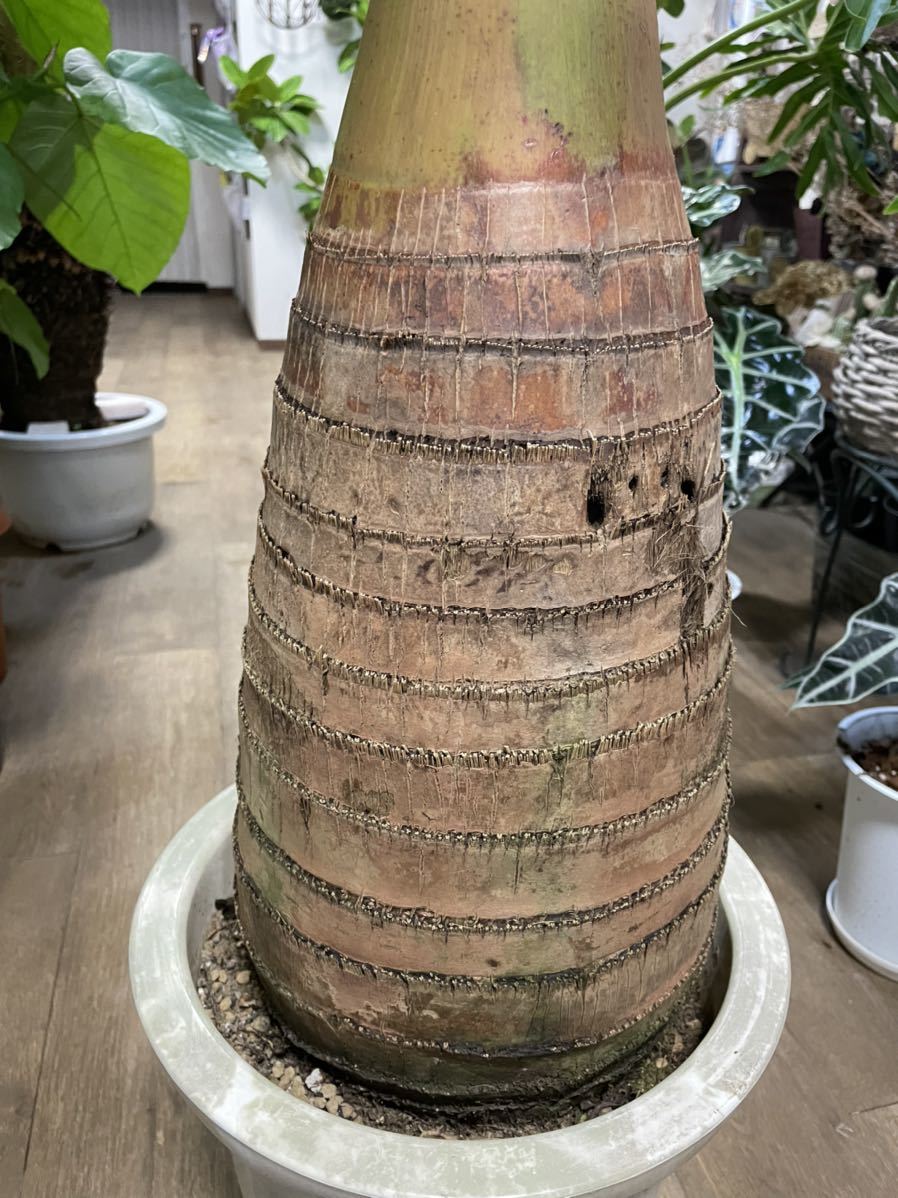 10号*トックリヤシ*観葉植物椰子 10号*トックリヤシ*観葉植物椰子