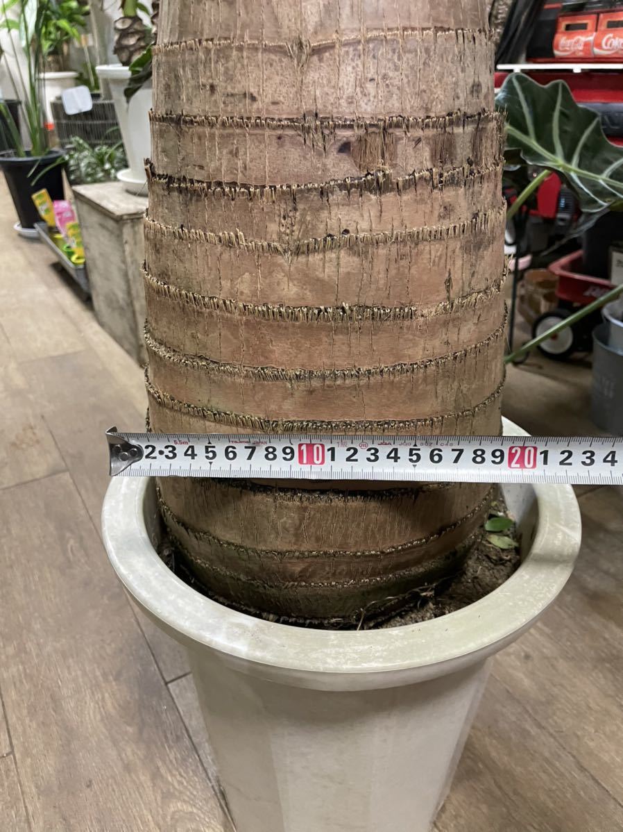 10号*トックリヤシ*観葉植物椰子 - 観葉植物 10号*トックリヤシ*観葉植物椰子 - 観葉植物