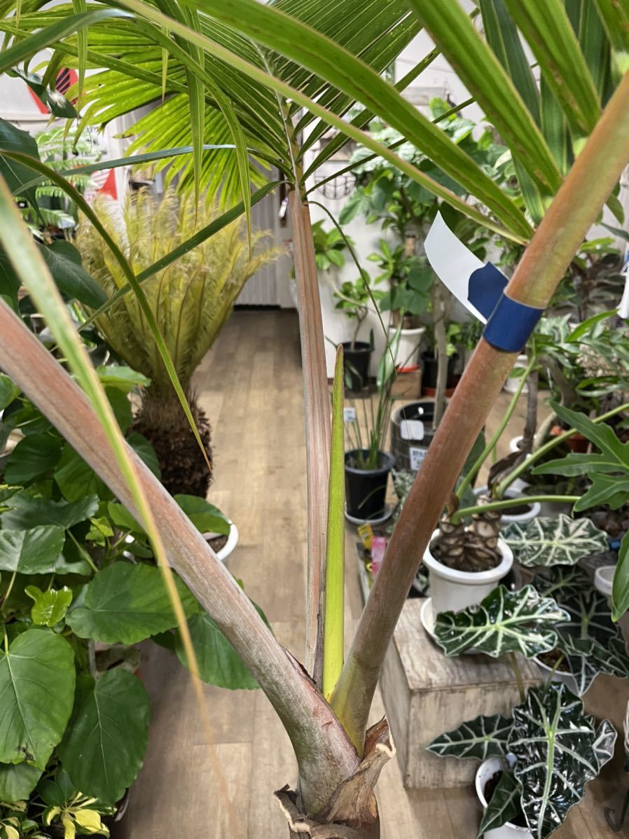 10号*トックリヤシ*観葉植物椰子 10号*トックリヤシ*観葉植物椰子